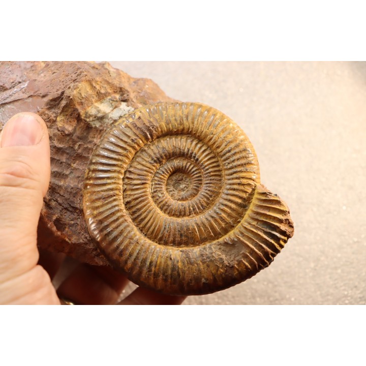 Zugodactilytes braunianus - toarcien - La Verpillere - France
