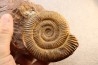 Zugodactilytes braunianus - toarcien - La Verpillere - France
