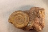 Zugodactilytes braunianus - toarcien - La Verpillere - France