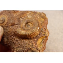 LYTOCERAS CORNUCOPIAE juvenil - toarcian - La Verpillere - France