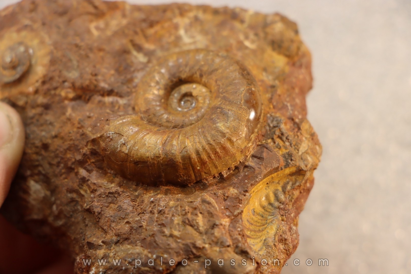 LYTOCERAS CORNUCOPIAE juvenile - toarcien - La Verpillere - France