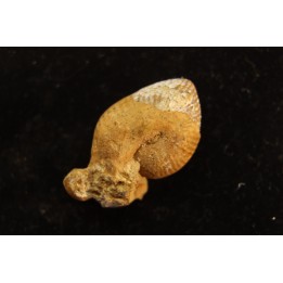 Oecoptychius refractus - callovien - Saint Laon – 86 - France
