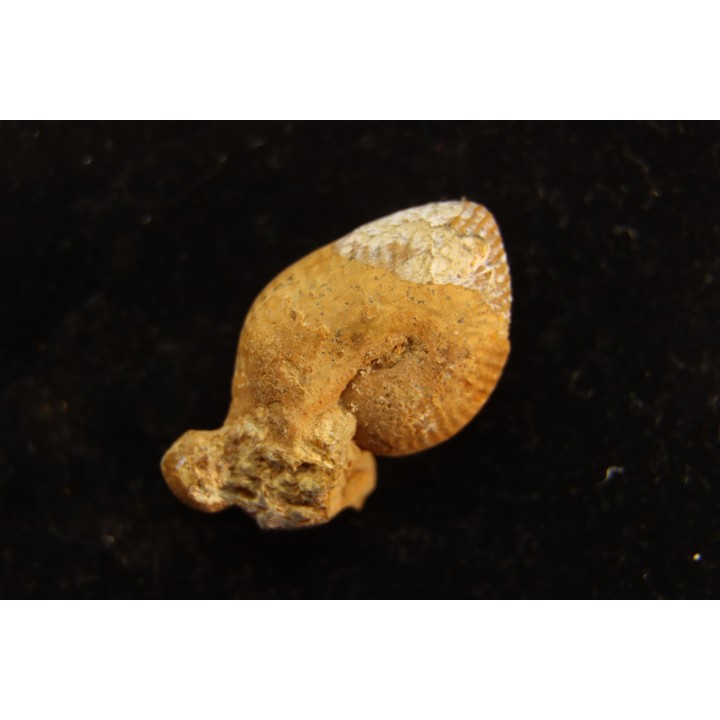 Oecoptychius refractus - callovien - Saint Laon – 86 - France