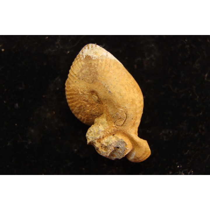 Oecoptychius refractus - callovien - Saint Laon – 86 - France