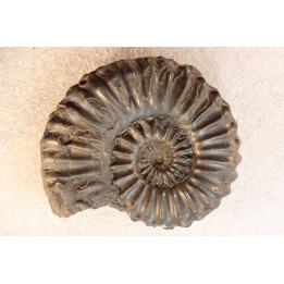 Prolyelliceras ulrichi - Albien - Perou
