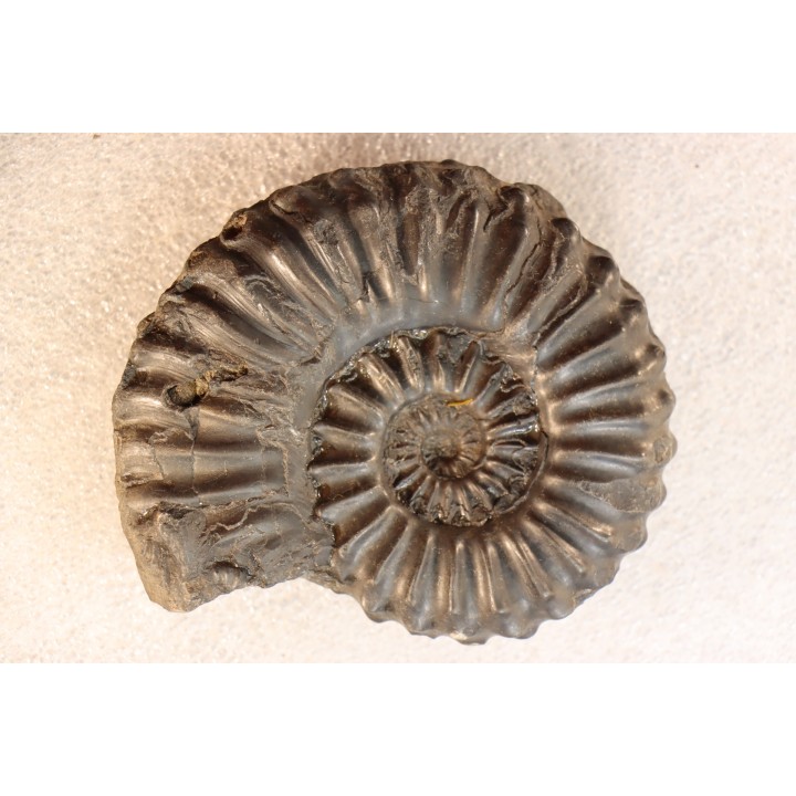 Prolyelliceras ulrichi   - Albian - Peru
