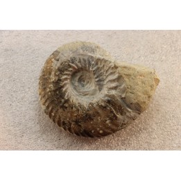 RARE anahoplites sp. - albien moyen - ancienne carrière Courcelles - Aube - France
