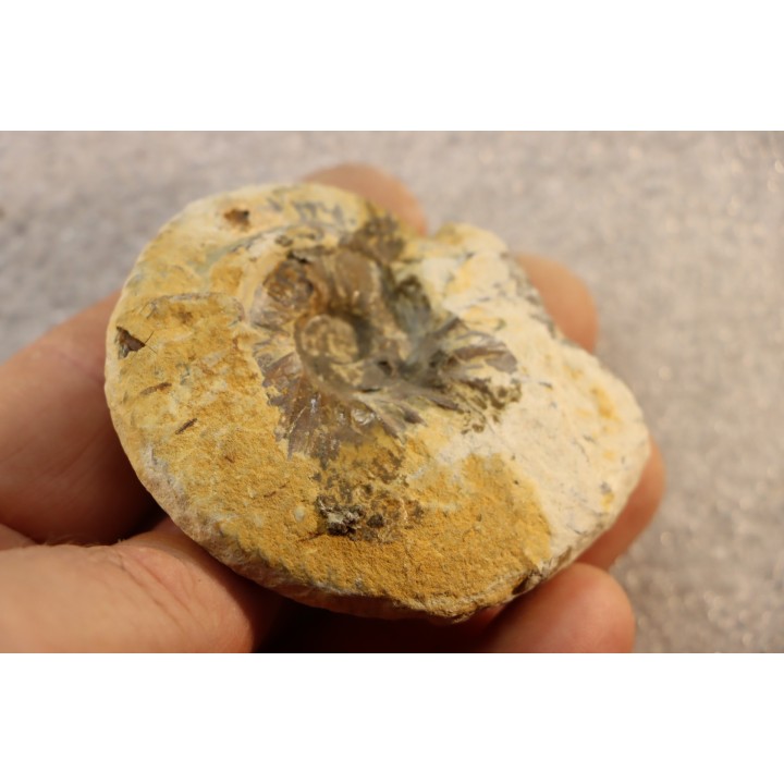 RARE anahoplites sp. - albien moyen - ancienne carrière Courcelles - Aube - France