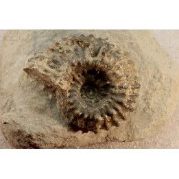 DOUVILLEICERAS MAMMILATUM