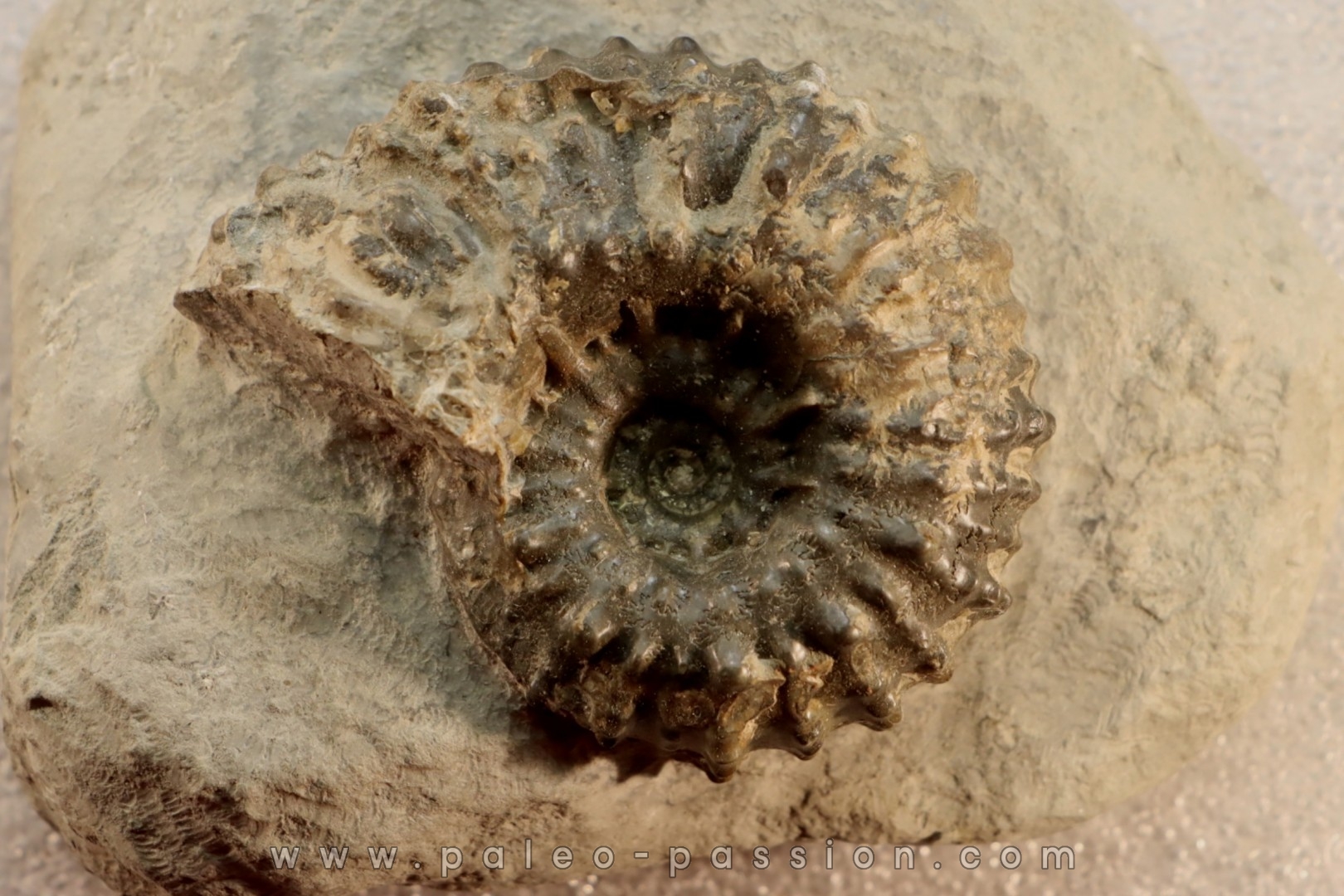 DOUVILLEICERAS MAMMILATUM