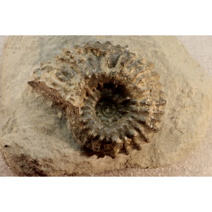 DOUVILLEICERAS MAMMILATUM