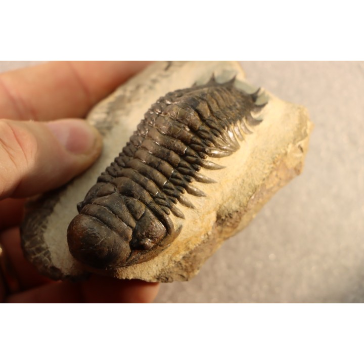 CROTALOCEPHALUS GIBBUS - Praguian - Foum Zguid - Morocco
