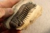 CROTALOCEPHALUS GIBBUS - Praguien - Foum Zguid, Maroc
