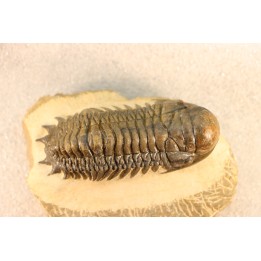 CROTALOCEPHALUS GIBBUS - Praguian - Foum Zguid - Morocco