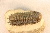 CROTALOCEPHALUS GIBBUS - Praguian - Foum Zguid - Morocco