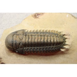 CROTALOCEPHALUS GIBBUS - Praguian - Foum Zguid - Morocco