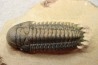 CROTALOCEPHALUS GIBBUS - Praguian - Foum Zguid - Morocco