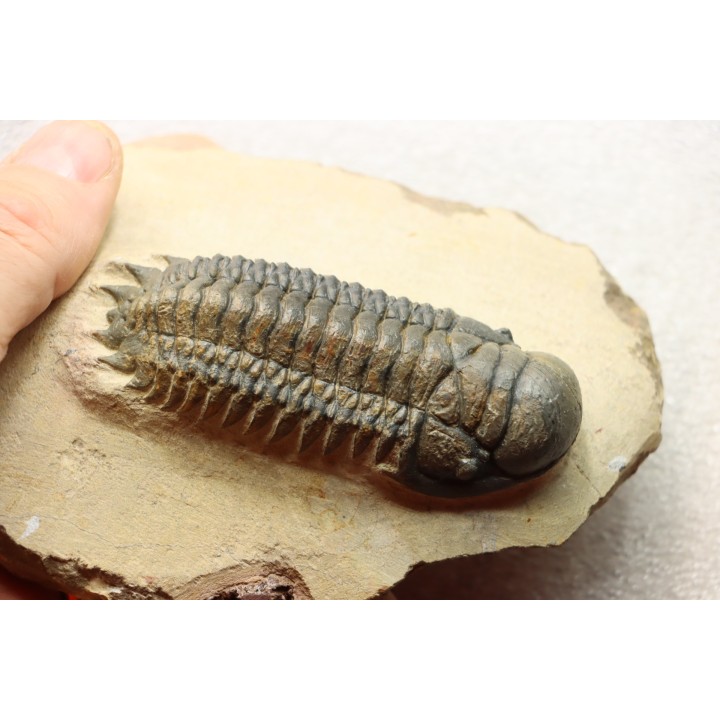 CROTALOCEPHALUS GIBBUS - Praguien - Foum Zguid, Maroc