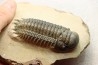 CROTALOCEPHALUS GIBBUS - Praguien - Foum Zguid, Maroc