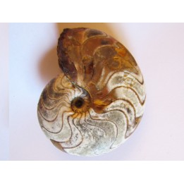 goniatite: MANTICOCERAS SINUOSUM (2)