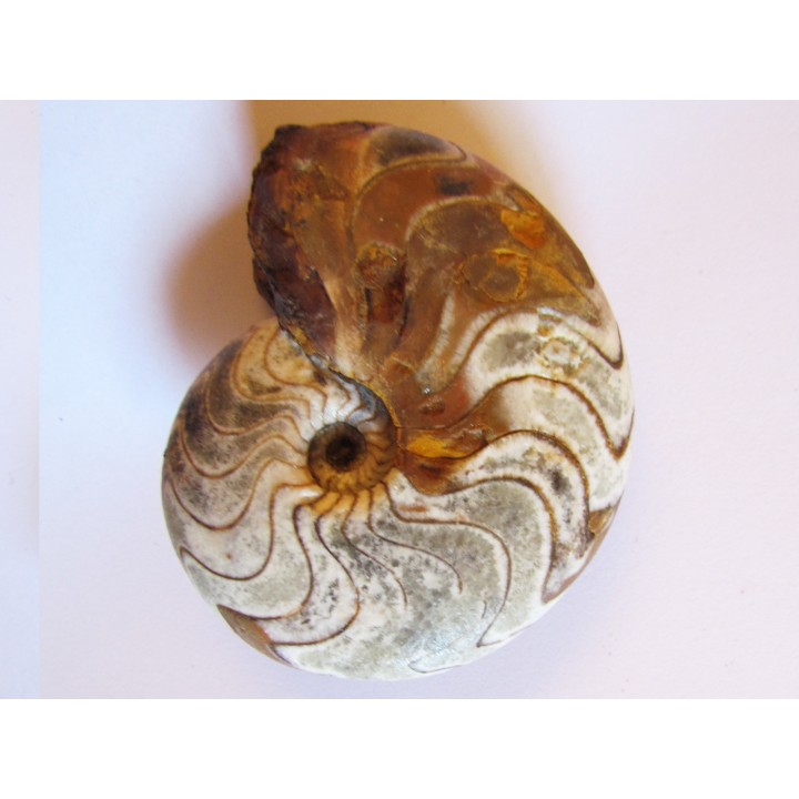 goniatite: MANTICOCERAS SINUOSUM (2)
