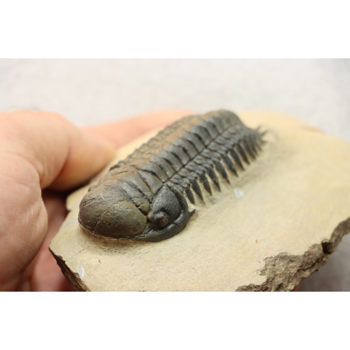 CROTALOCEPHALUS GIBBUS - Praguian - Foum Zguid - Morocco