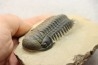 CROTALOCEPHALUS GIBBUS - Praguian - Foum Zguid - Morocco