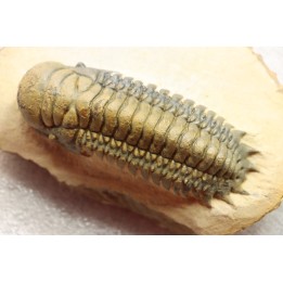 CROTALOCEPHALUS GIBBUS - Praguian - Foum Zguid - Morocco
