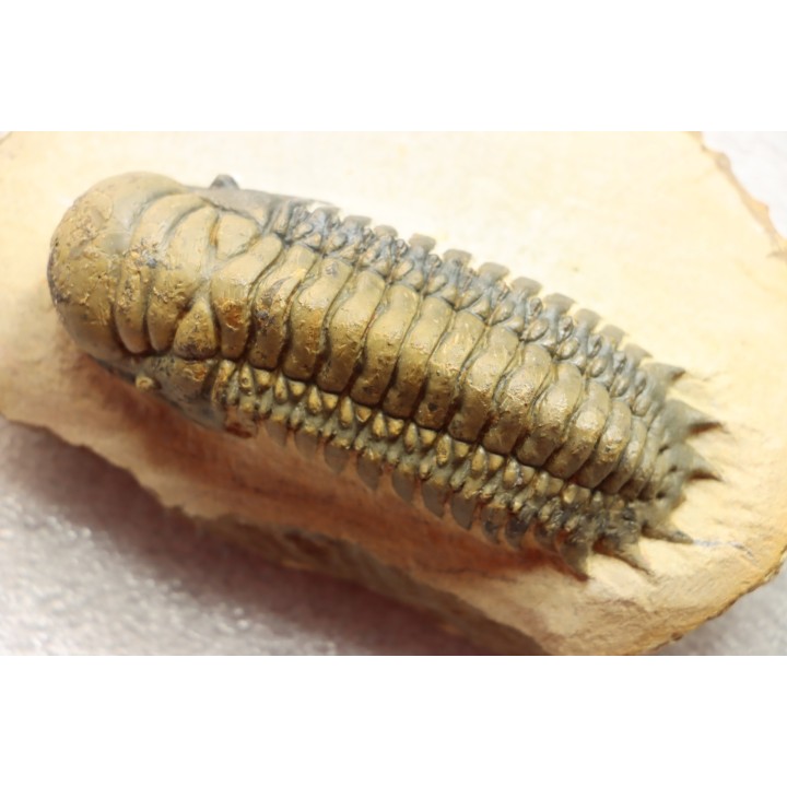 CROTALOCEPHALUS GIBBUS - Praguian - Foum Zguid - Morocco