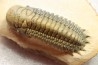 CROTALOCEPHALUS GIBBUS - Praguian - Foum Zguid - Morocco