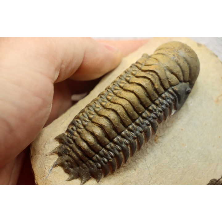CROTALOCEPHALUS GIBBUS - Praguian - Foum Zguid - Morocco