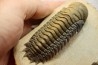 CROTALOCEPHALUS GIBBUS - Praguien - Foum Zguid, Maroc