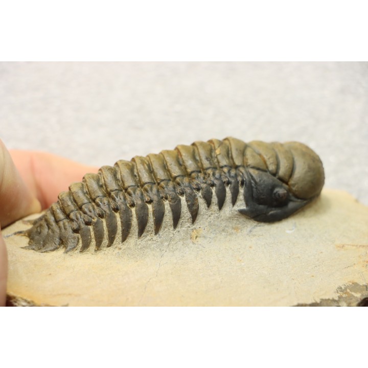 CROTALOCEPHALUS GIBBUS - Praguien - Foum Zguid, Maroc