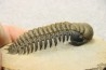 CROTALOCEPHALUS GIBBUS - Praguien - Foum Zguid, Maroc