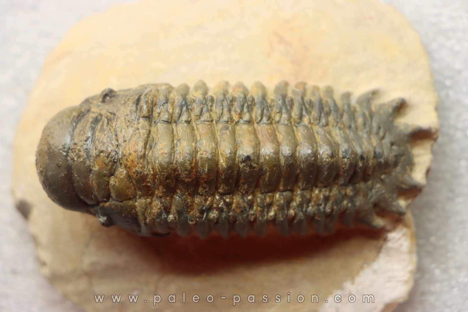 CROTALOCEPHALUS GIBBUS - Praguian - Foum Zguid - Morocco