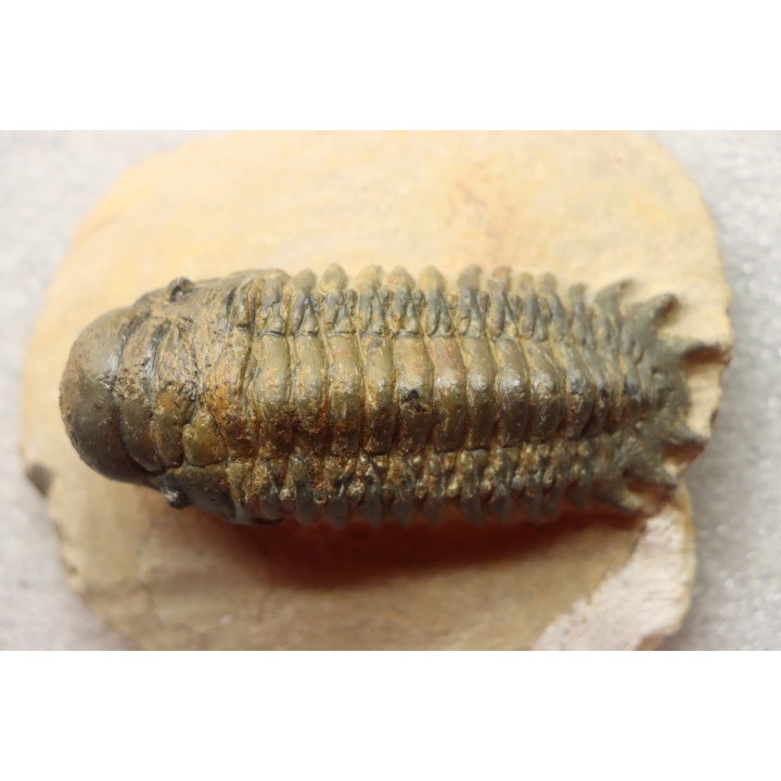 CROTALOCEPHALUS GIBBUS - Praguien - Foum Zguid, Maroc