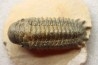 CROTALOCEPHALUS GIBBUS - Praguian - Foum Zguid - Morocco