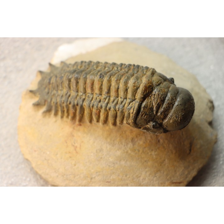 CROTALOCEPHALUS GIBBUS - Praguien - Foum Zguid, Maroc