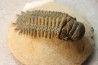 CROTALOCEPHALUS GIBBUS - Praguian - Foum Zguid - Morocco