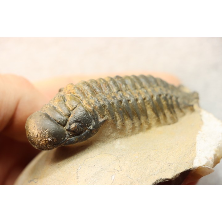 CROTALOCEPHALUS GIBBUS - Praguien - Foum Zguid, Maroc