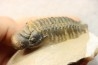 CROTALOCEPHALUS GIBBUS - Praguien - Foum Zguid, Maroc