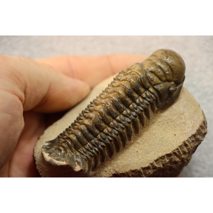 CROTALOCEPHALUS GIBBUS - Praguien - Foum Zguid, Maroc