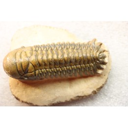 CROTALOCEPHALUS GIBBUS - Praguien - Foum Zguid, Maroc