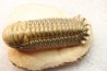 CROTALOCEPHALUS GIBBUS - Praguian - Foum Zguid - Morocco