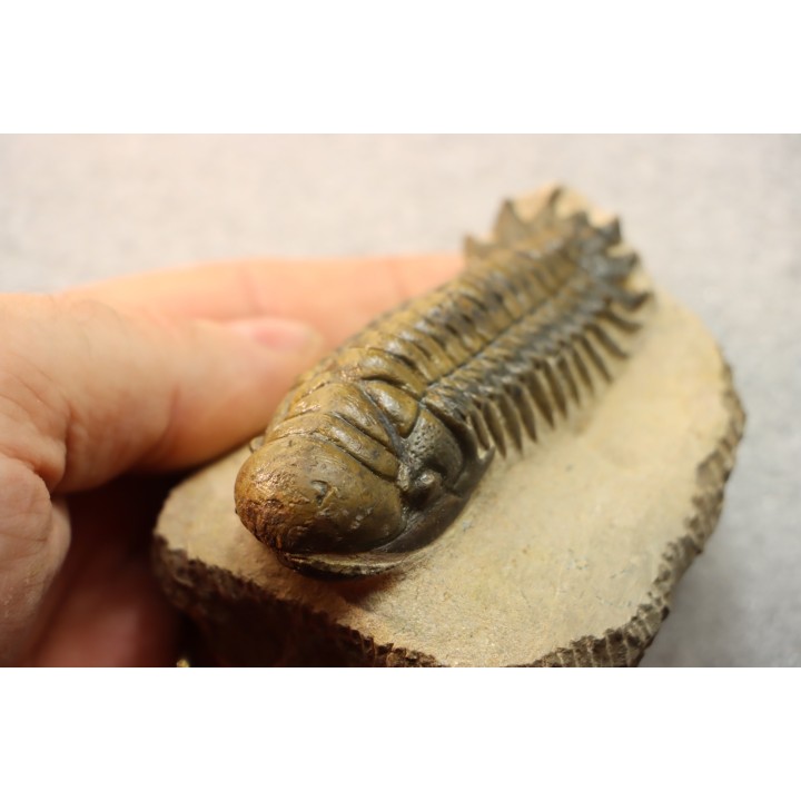 CROTALOCEPHALUS GIBBUS - Praguian - Foum Zguid - Morocco