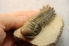 CROTALOCEPHALUS GIBBUS - Praguian - Foum Zguid - Morocco