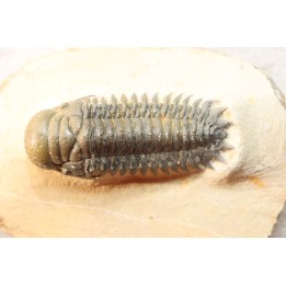 CROTALOCEPHALUS GIBBUS - Praguian - Foum Zguid - Morocco