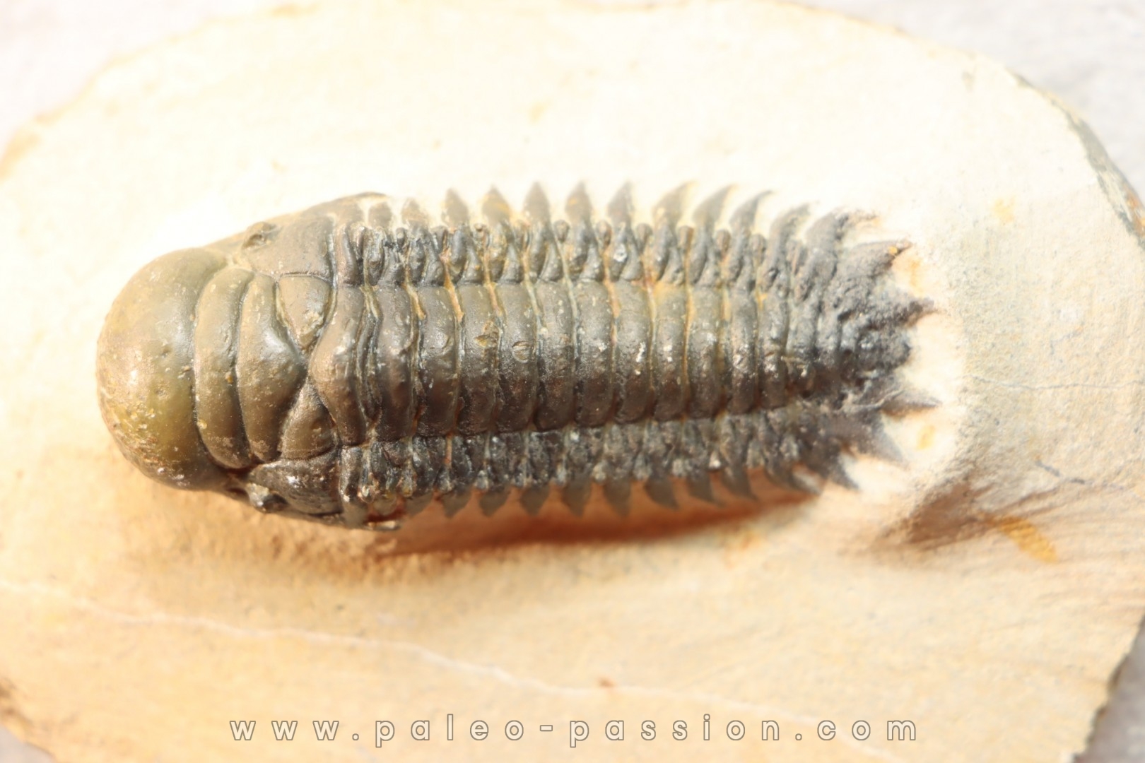 CROTALOCEPHALUS GIBBUS - Praguien - Foum Zguid, Maroc