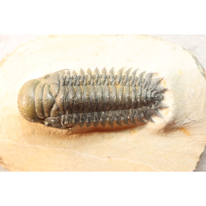 CROTALOCEPHALUS GIBBUS - Praguien - Foum Zguid, Maroc