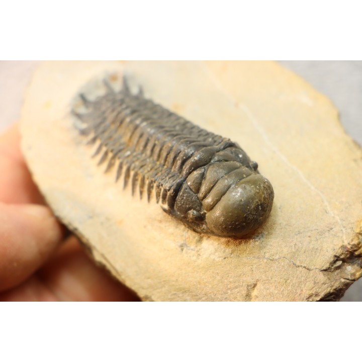 CROTALOCEPHALUS GIBBUS - Praguian - Foum Zguid - Morocco
